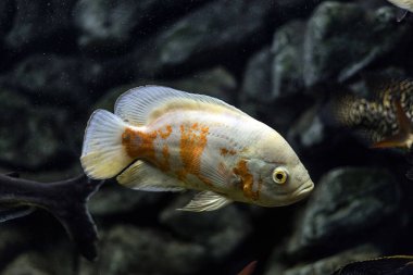 Astronotus cichlid ya da Oscar. Amazon havzasındaki balıklar. Hobi olarak akvaryumlar. Astronotus beyaz brindle. Koyu arkaplanda akvaryum balığı.
