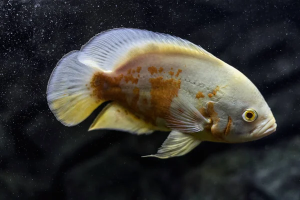 Astronotus Cichlid Oscar Fish Amazon Basin Aquariums Hobby Astronotus Brindle — Stock Photo, Image