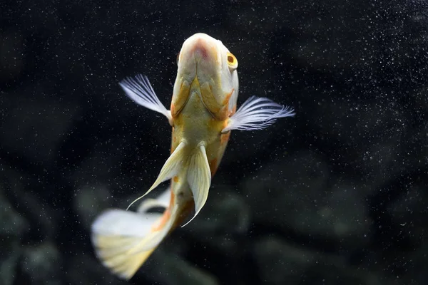 Astronotus Cichlid Oscar Fish Amazon Basin Aquariums Hobby Astronotus Brindle — Stock Photo, Image