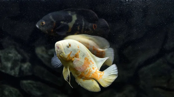 Astronotus Cichlid Oscar Fish Amazon Basin Aquariums Hobby Astronotus Brindle — Stock Photo, Image