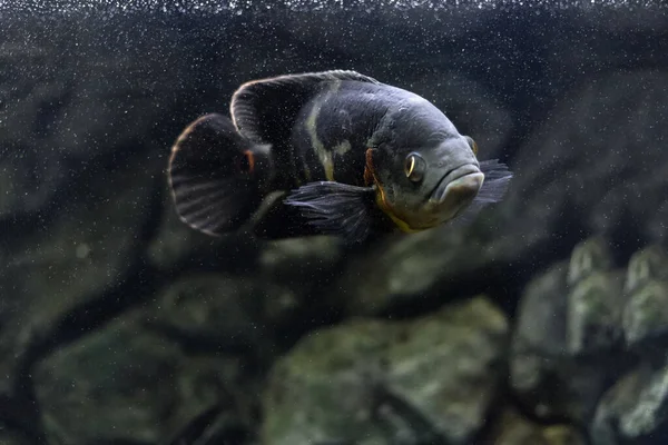 Aquarium Fish Cichlid Astronotus Oscar Freshwater Fish Astronotus Tigris Bright — Stock Photo, Image