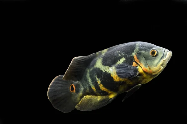 수족관 물고기 Cichlid Astronotus Oscar 입니다 물고기 아스트롤 그리스 오스카 — 스톡 사진