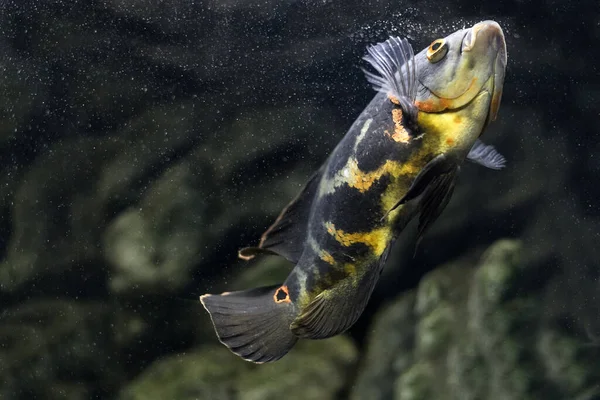 Aquarium Fish Cichlid Astronotus Oscar Freshwater Fish Astronotus Tigris Bright — Stock Photo, Image