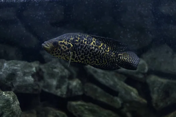 Cichlasoma Managuense Parachromis Jaguar Fish Large Predatory Very Beautiful Cichlid — Stock Photo, Image
