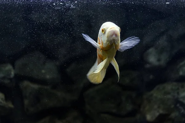 Astronotus Cichlid Oscar Fish Amazon Basin Aquariums Hobby Astronotus Brindle — Stock Photo, Image