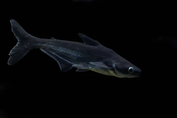 Iridescent Shark Striped Catfish Sutchi Catfish Pangasianodon Hypophthalmus Isolate Black — Stock Photo, Image