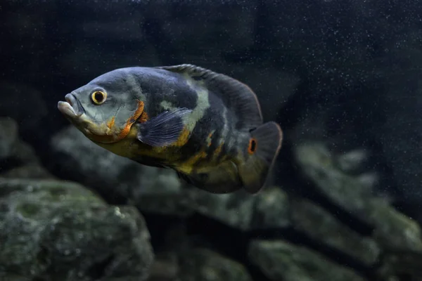 Aquarium Fish Cichlid Astronotus Oscar Freshwater Fish Astronotus Tigris Bright — Stock Photo, Image
