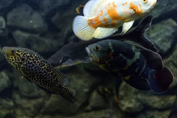 아스트롤 리드아니면 오스카 아마존 유역의 물고기입니다 취미는 물병자리이다 아스트롤 브린들 — 스톡 사진
