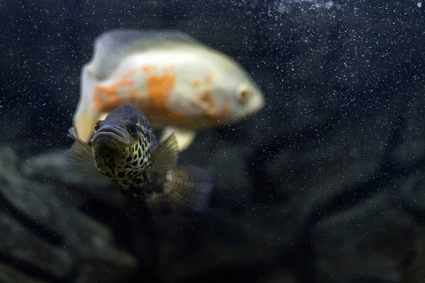 Aquarium Fish Cichlid Astronotus Oscar Freshwater Fish Astronotus Tigris Bright — Stock Photo, Image