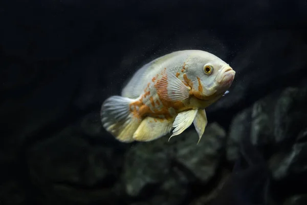 Astronotus Cichlid Oscar Fish Amazon Basin Aquariums Hobby Astronotus Brindle — Stock Photo, Image