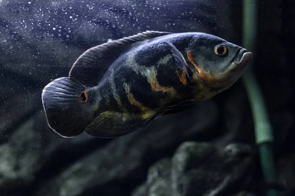 Aquarium Fish Cichlid Astronotus Oscar Freshwater Fish Astronotus Tigris Bright — Stock Photo, Image