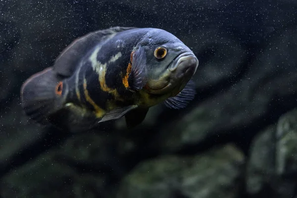 Aquarium Fish Cichlid Astronotus Oscar Freshwater Fish Astronotus Tigris Bright — Stock Photo, Image