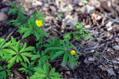 Düğünçiçeği keskindir. Düğünçiçeği bitkisi keskin. Çiçek gece körlüğü. Bahar. Tarla, orman bitkisi. Çiçek bahçesi, güzel narin bitkiler. Sarı çiçek. Bu çiçeğe tavuk körlüğü denir..