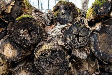 Eski kütükler yosunla kaplıydı. Eski ahşap açık havada çürür. Doğal dokular. Eski ahşabın doğal arka planı. Çatallı odun.