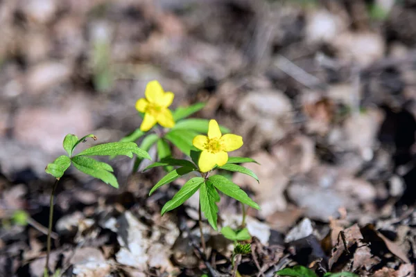 Buttercup Pungente Planta Buttercup Pungente Cegueira Noite Flores Primavera Campo — Fotografia de Stock