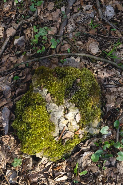 Kámen Pokrytý Mechem Lese Mezi Spadlými Listy Přírodní Lesní Pozadí — Stock fotografie