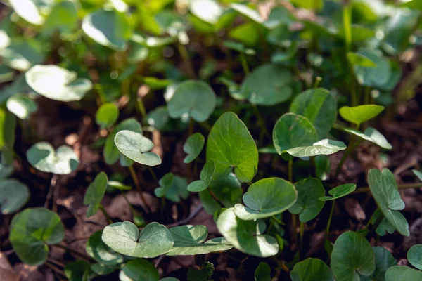 Roślina Bagienna Lesie Marsh Marigold Dywan Małych Okrągłych Liści Wodną — Zdjęcie stockowe