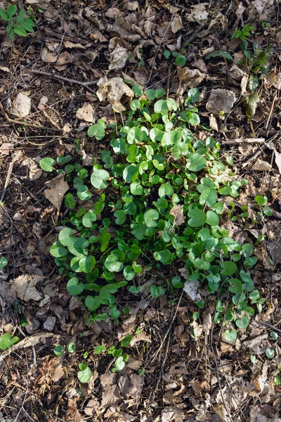 Roślina Bagienna Lesie Marsh Marigold Dywan Małych Okrągłych Liści Wodną — Zdjęcie stockowe