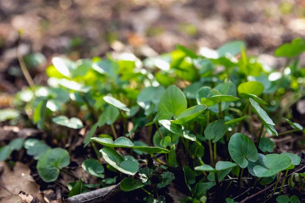 Roślina Bagienna Lesie Marsh Marigold Dywan Małych Okrągłych Liści Wodną — Zdjęcie stockowe