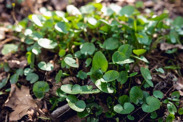 Roślina Bagienna Lesie Marsh Marigold Dywan Małych Okrągłych Liści Wodną — Zdjęcie stockowe