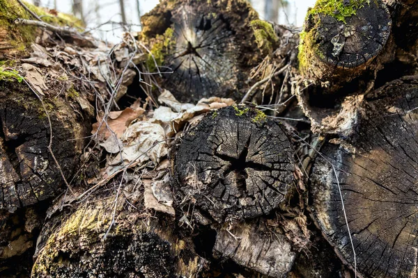 Old Logs Were Covered Moss Old Wood Rots Open Air — Stock Photo, Image