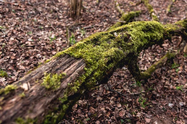 Tronco Uma Velha Árvore Caída Coberta Musgo Fundo Natural Textura — Fotografia de Stock