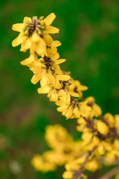 Yellow Forsythia Shrub Branches Covered Many Yellow Flowers — Stock Photo, Image