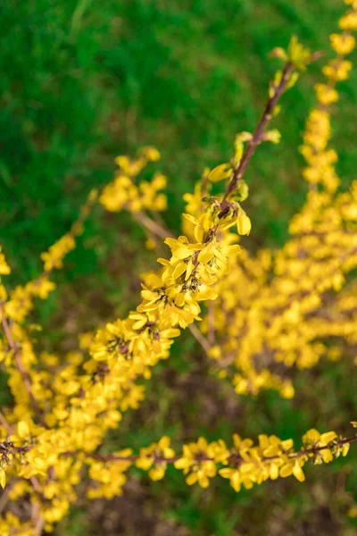 Yellow Forsythia Shrub Branches Covered Many Yellow Flowers — Stock Photo, Image