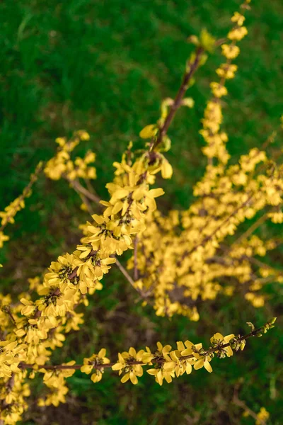 Yellow Forsythia Shrub Branches Covered Many Yellow Flowers — Stock Photo, Image