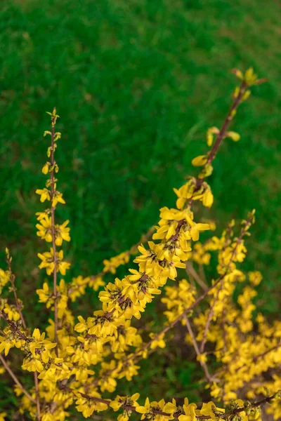 Yellow Forsythia Shrub Branches Covered Many Yellow Flowers — Stock Photo, Image