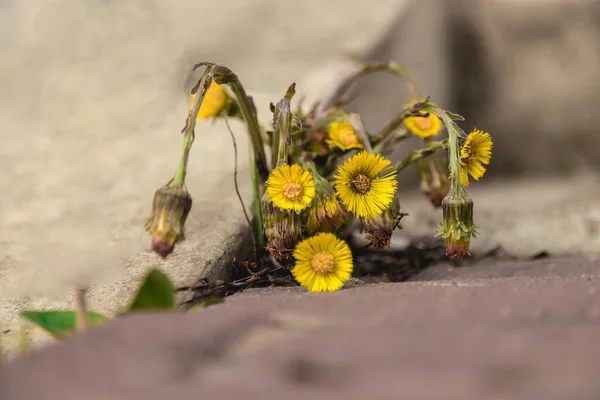 a yellow flower grows between the sidewalk and the stone wall. weed at the front of the building. The Mother-and-stepmother flower grows in the city, at the concrete steps. Nature versus the city.