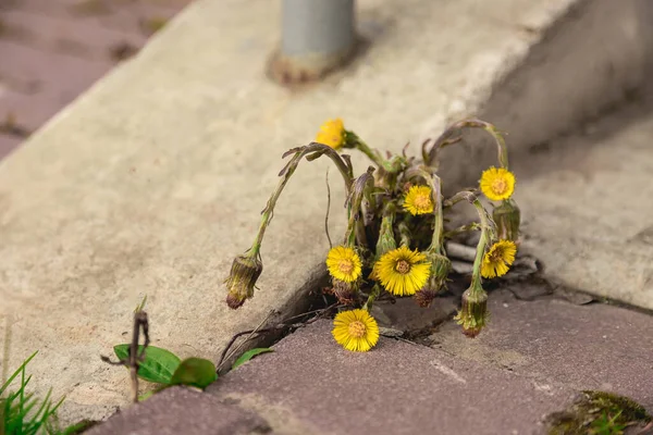 Між Тротуаром Кам Яною Стіною Росте Жовта Квітка Бур Яни — стокове фото