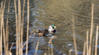 Ördekler ilkbaharda geldi. Ördekler gölette yüzer. Kıyıya yakın ördekler. Dişi ve erkek ördekler. Güzel tüyler. Ormandaki göl.