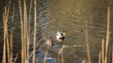 Ördekler ilkbaharda geldi. Ördekler gölette yüzer. Kıyıya yakın ördekler. Dişi ve erkek ördekler. Güzel tüyler. Ormandaki göl.