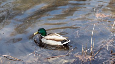 Ördekler ilkbaharda geldi. Ördekler gölette yüzer. Kıyıya yakın ördekler. Dişi ve erkek ördekler. Güzel tüyler. Ormandaki göl.