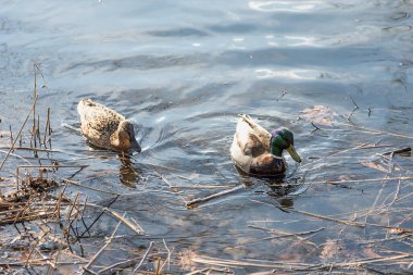 Ördekler ilkbaharda geldi. Ördekler gölette yüzer. Kıyıya yakın ördekler. Dişi ve erkek ördekler. Güzel tüyler. Ormandaki göl.