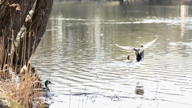 Ördekler ilkbaharda geldi. Ördekler gölette yüzer. Kıyıya yakın ördekler. Dişi ve erkek ördekler. Güzel tüyler. Ormandaki göl.