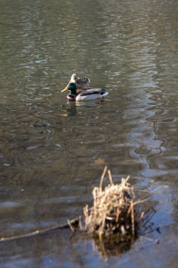 Ördekler ilkbaharda geldi. Ördekler gölette yüzer. Kıyıya yakın ördekler. Dişi ve erkek ördekler. Güzel tüyler. Ormandaki göl.