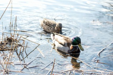Ördekler ilkbaharda geldi. Ördekler gölette yüzer. Kıyıya yakın ördekler. Dişi ve erkek ördekler. Güzel tüyler. Ormandaki göl.