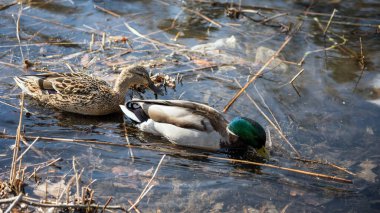 Ördekler ilkbaharda geldi. Ördekler gölette yüzer. Kıyıya yakın ördekler. Dişi ve erkek ördekler. Güzel tüyler. Ormandaki göl.