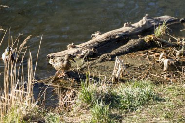Erkek ve dişi yaban ördeği, yiyecek ararken yeşil suyla dolu bir gölde yüzüyor..