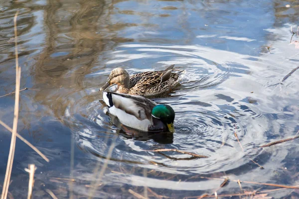 Patos Chegaram Primavera Patos Nadam Lago Patos Perto Costa Patos — Fotografia de Stock