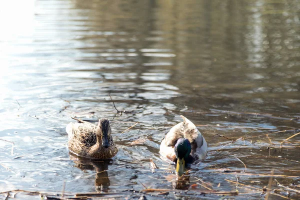 stock image The ducks arrived in the spring. Ducks swim in the pond. Ducks near the shore. Female and male ducks. Beautiful plumage. Lake in the forest.