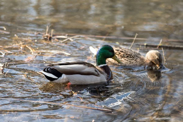 The ducks arrived in the spring. Ducks swim in the pond. Ducks near the shore. Female and male ducks. Beautiful plumage. Lake in the forest.