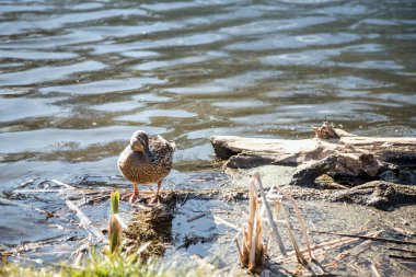 Ördekler ilkbaharda geldi. Ördekler gölette yüzer. Kıyıya yakın ördekler. Dişi ve erkek ördekler. Güzel tüyler. Ormandaki göl.