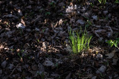 Doğa fotoğrafçılığı. Bir ışık demeti karanlık bir ormanda bir tutam otu aydınlatır. Genç bahar otları.
