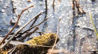 Bataklıkta, yosunla kaplanmış eski bir engel yatıyor. Yosun çiçekleri. Baharın gelişi. Yeşil atış. Çürük odun. Fazla gelişmiş gölet.
