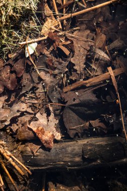 Suya düşen yapraklar. Sonbaharın sonlarında çürük yapraklar. Sonbahar havası. Kahverengi ve turuncu tonlarda. Güz Parkı 'ndaki göl.