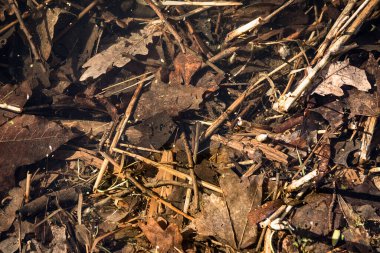 Suya düşen yapraklar. Sonbaharın sonlarında çürük yapraklar. Sonbahar havası. Kahverengi ve turuncu tonlarda. Güz Parkı 'ndaki göl.