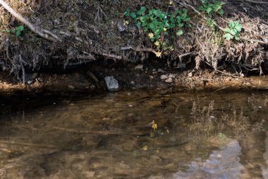 Ormandaki dere kıyısında sarı çiçekli bir bitki var. Temiz akarsu.